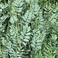 Image result for Indigofera kuntzei