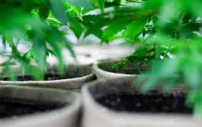 They're still the most there are a bunch of different styles of fluorescent light bulbs but the most popular for growing weed is the t5 bulb. What Are The Best Types Of Lights To Use For Growing Marijuana The Marijuana Times