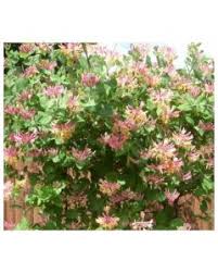 Parently young plants tend to be more evergreen than older ones, withstanding. Honeysuckle Deciduous Shrubs Trees Shrubs Shop Catalogue