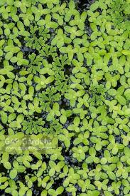 Image result for Wolffiella repanda