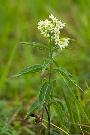 Image result for Vincetoxicum afrum