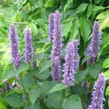 Agastache Fenouil Agastache Foeniculum Graines