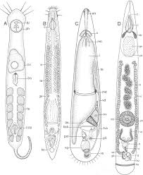Image result for Schizochilus lepidus