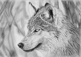 Epingle Par Agathe Gber Sur Projets Cours Loup Dessin Dessin De Loup Loup