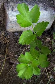 If you get lost, being able to identify these wild edibles could save your life! Don T Get Burned Here S How To Identify Toxic Wild Parsnip Cbc News