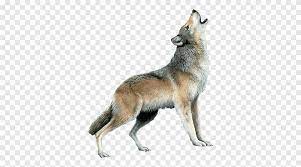 Wolf, gray wolf logo decal sticker, wolf, white, animals png. Wolf Resources Grey Wolf Png Pngegg