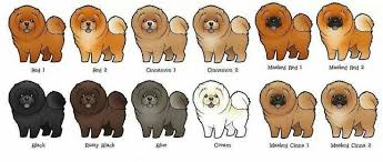 Chow Chow Dog Colors Chow Chow Dogs Chow Dog Breed Chow Chow Puppy