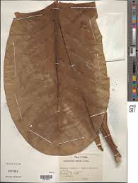 Image result for Anthocleista vogelii