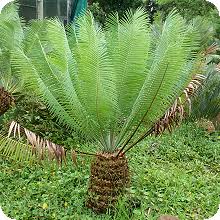 Image result for Encephalartos ngoyanus