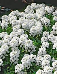 Have This Candytuft Blooms Right After Rock Cress Aribis In Early May Planting Bulbs Spring Blooming Flowers Ground Cover Seeds