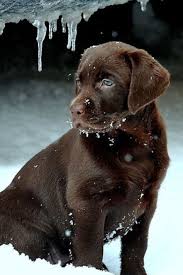 Pinterest Pinterest