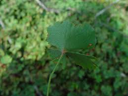 Image result for Marsilea vera