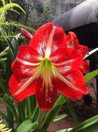 Hippeastrum Hippeastrum Species Your Lovely Flowering Plant Is A Hippeastrum Cultivar Hippeastrum Is A Genus Of Of 90 S Planting Flowers Amaryllis Plants