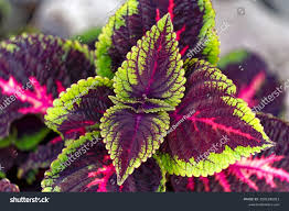 Image result for Coleus guerkei
