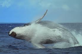A humpback whale's blow or the splash of a breach can be seen from a distance of several kilometres, making the humpback one of the more conspicuous targets of whale watching around the. Adult Humpback Whale Breaching Ha Apai Tonga Grid Arendal