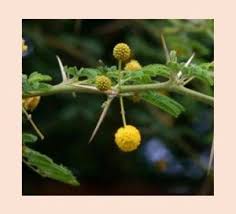 Image result for Crabbea cirsioides