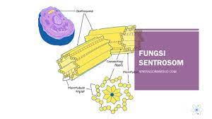 Sel hewan tidak punya plastisida, sedangkan sel hewan punya plastisida. Fungsi Sentrosom Pengertian Letak Dan Peran Konsep Penting Dan Penjelasan Apayangdimaksud Com