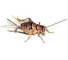 3421 precision drive, north las vegas, nv 89032. Other Desert Pests Anderson Pest Control Las Vegas Pest Control Pest Control In Las Vegas Nv And He Pest Control Pest Control Plants Natural Pest Control