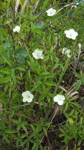 Image result for Merremia quinquefolia