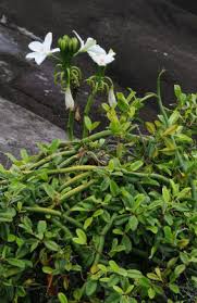 Image result for Vanilla roscheri