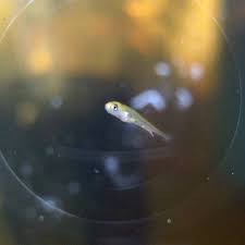 Koi Spawning Behaviour Development Hydrosphere Water Gardens
