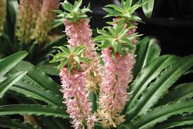 Image result for Eucomis