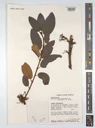 Image result for Phragmanthera edouardii