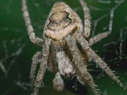 These spiders are known to be very agile when they jump, even if they move slowly. New York Spiders Pictures And Identification Help Green Nature