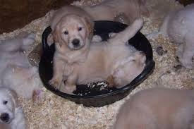 Pine tree golden retriever club (president, treasurer, webmaster) i am very fortunate to have friendships with experienced breeders and golden lovers who share a wealth of experience and support. Akc Golden Retriever Puppies For Sale In Carver Massachusetts Classified Americanlisted Com