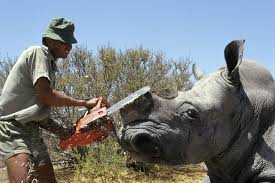 Chez les rhinocéros, la corne de rhinocéros n'est pas une structure homologue aux cornes des autres mammifères. Zimbabwe 700 Rhinoceros Decornes Pour Les Sauver Du Braconnage