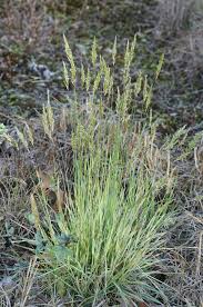 Image result for Anthoxanthum