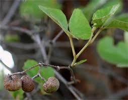 Image result for Rhoicissus tridentata