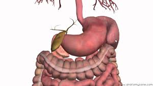 It begins at the ileocecal junction, where the ileum enters the large intestine, and ends at the anus. Introduction To The Digestive System Part 3 Intestines And Beyond 3d Anatomy Tutorial Youtube