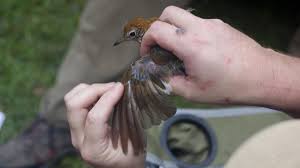 Baby hairs are a type of vellus hair. Angry Birds Why Molting Makes Our Feathered Friends Grumpy Cool Green Science