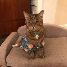 Better not wear that shirt when you travel, lady. Old Town Manor The Key West Cat Who Wears A Hawaiian Shirt