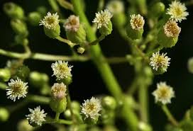 Image result for Asterochaete