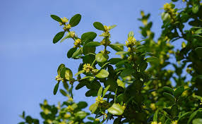 Comment faire «repartir» un châtaignier de guyane? Buis Buxus Sempervirens Plantation Taille Bouturage Entretien