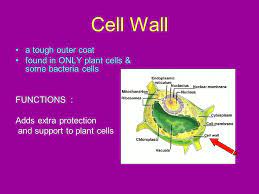 Schultz is a professor in the division of these plants are moving with purpose, which means they must be aware of what is going on around them. Cell Organelles Microscopic Organ Like Structures That Help The Cell To Function Ppt Download