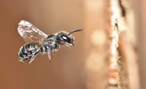 Maybe you would like to learn more about one of these? How To Tell Bees From Wasps And Flies David Suzuki Foundation
