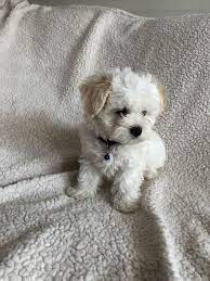 Maybe you would like to learn more about one of these? Maltipoo Puppies For Sale Richmond Va 303423 Petzlover Maltipoo Puppy 2018 Johnsonsjewels Webs Com Mal Maltipoo Puppy Maltipoo Puppies For Sale Puppy Adoption