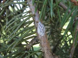 Whether you're growing colorado blue spruce if they're not planted in the right conditions, they become susceptible to diseases or appear to be dying when they're not. Spruce Problems