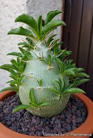 Image result for Pachypodium saundersii