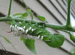 While their life cycle means they move from caterpillar to moth, the main damage is done. How To Get Rid Of Hook Worms On A Tomato Plant Quora