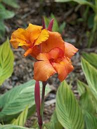 Image result for Cannaceae