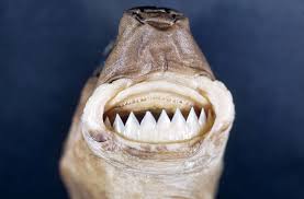 Absurd Creature Of The Week Turns 100 Meet Our Favorites Shark Dogfish Shark Shark Mouth