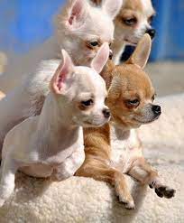 Civava Really Cute Puppies Cute Chihuahua Chihuahua Funny