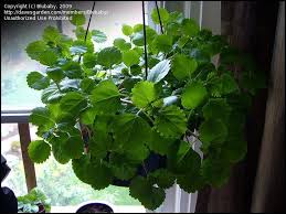 Swedish Ivy Plectranthus Verticillatus Houseplant Ivy Plants House Plants Begonia