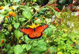 Watercolor background with butterflies and bubbles. Orange Butterfly Background Free Stock Photos Download 10 895 Free Stock Photos For Commercial Use Format Hd High Resolution Jpg Images Sort By Relevant First
