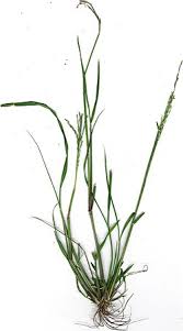 Image result for Leptochloa uniflora