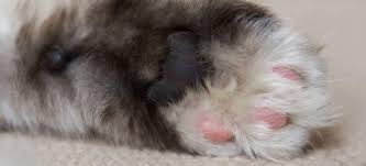 Declawing cats has become a very controverisal surgical procedure. Cat Declawing Orlando Michigan St Animal Hospital